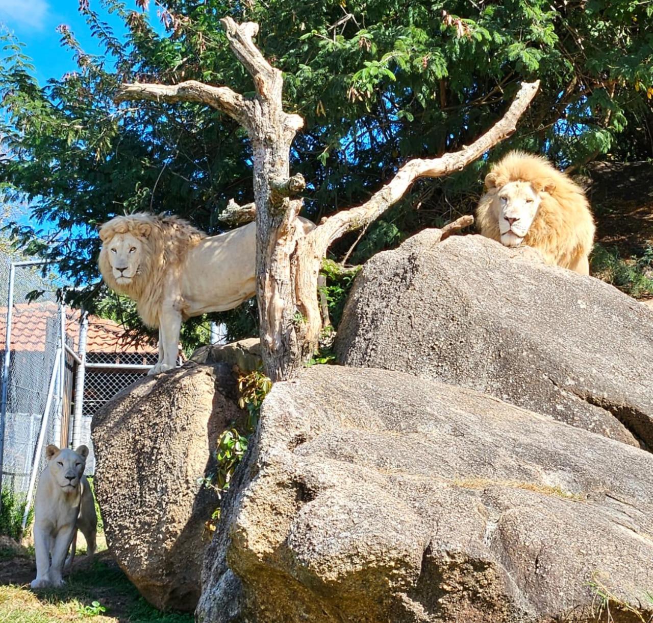 Pumbaa Wildlife Park and Accommodation 36/38