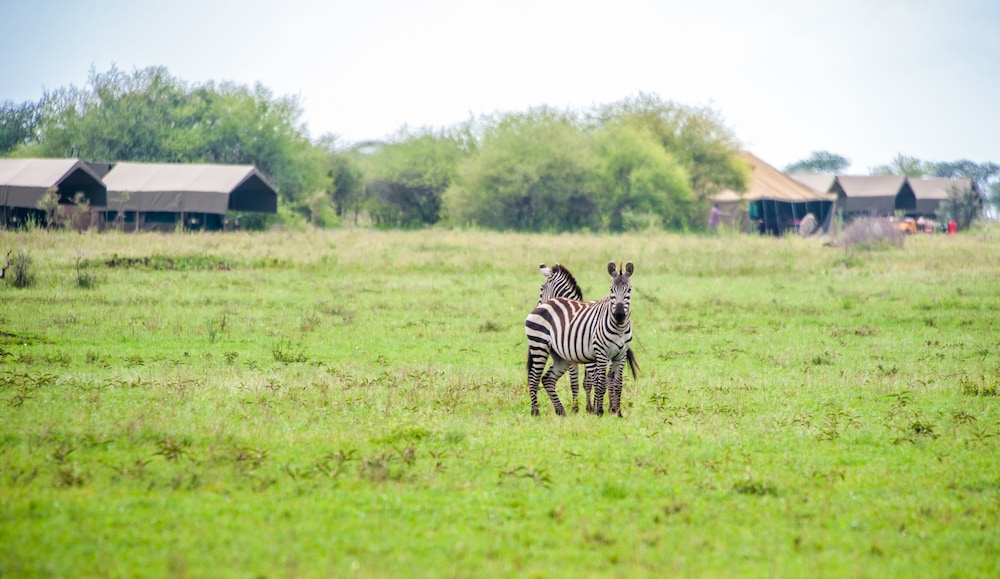 Kananga Special Tented Camp 41/50