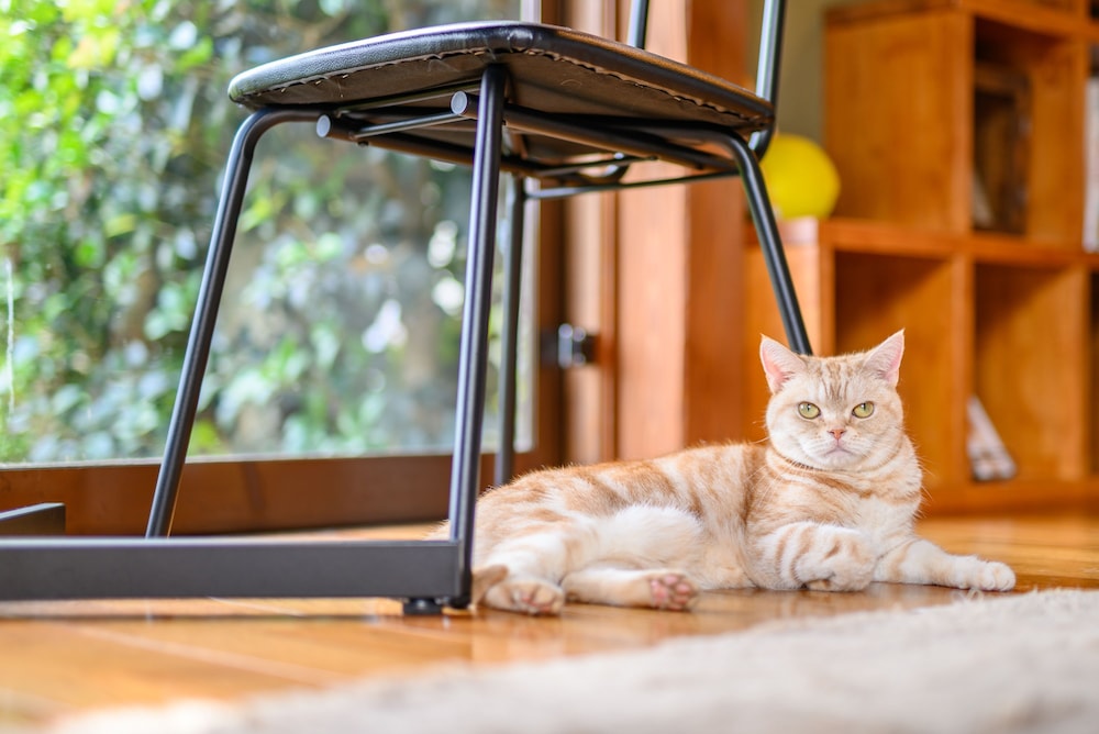 由布院わらねこの宿 写真4