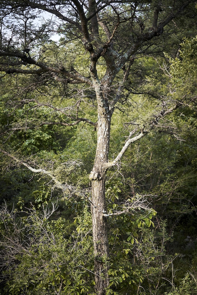 Letamo at Qwabi Private Game Reserve 40/48