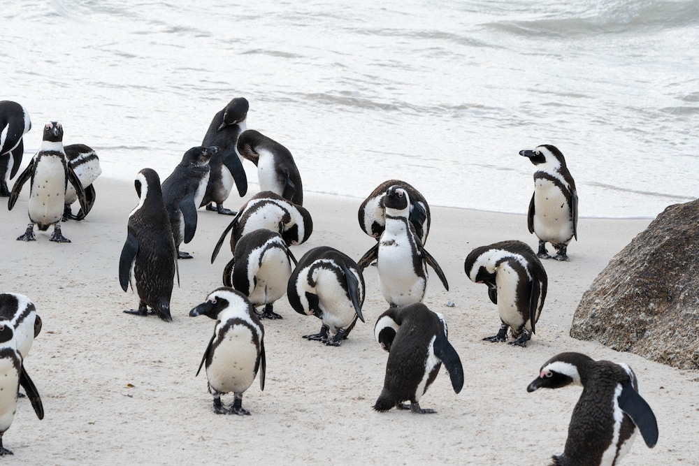 Mount Nelson A Belmond Hotel Cape Town 28/49
