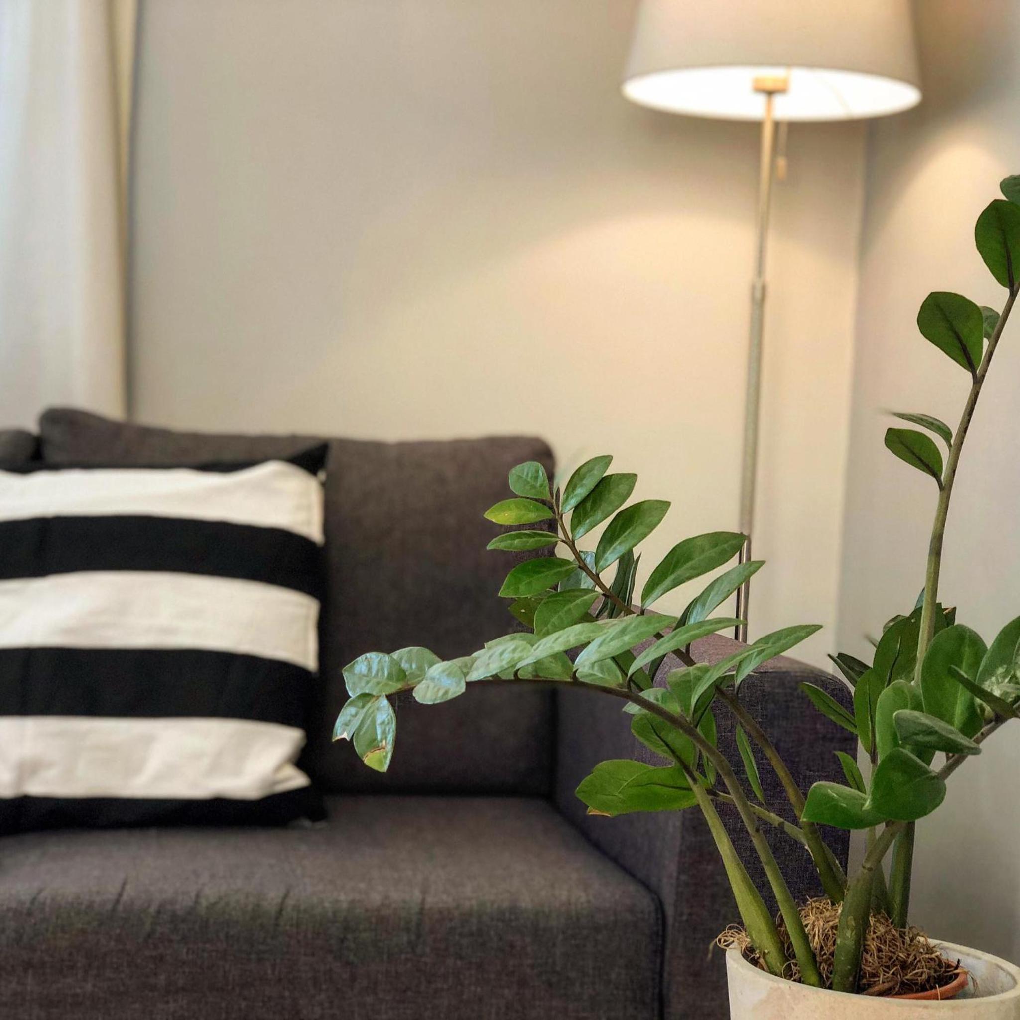 Helianthus Apartments 8/15