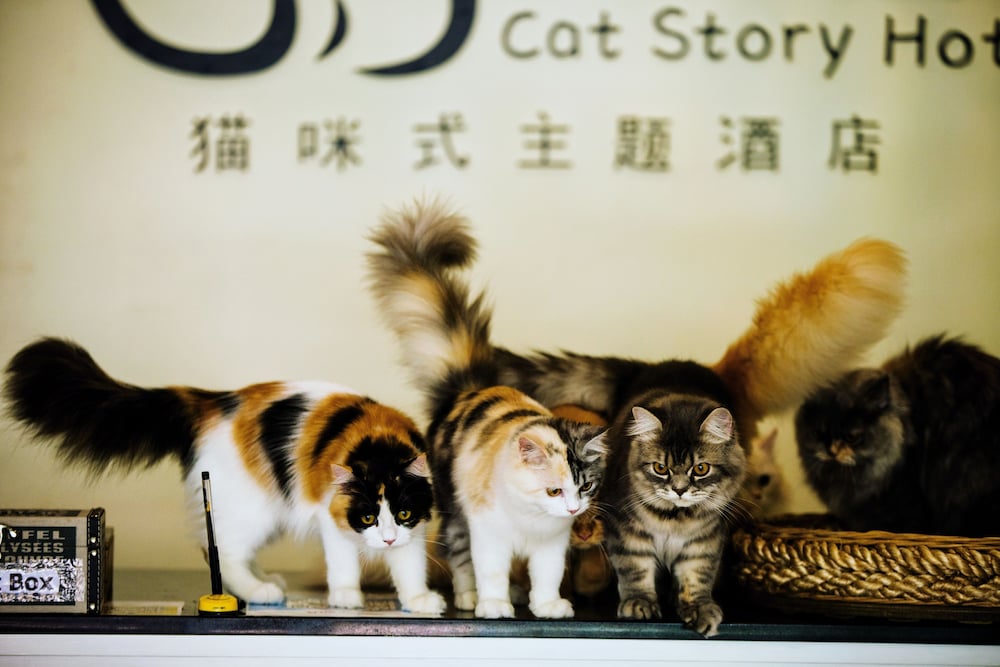 Cat Story Hotel 12/34