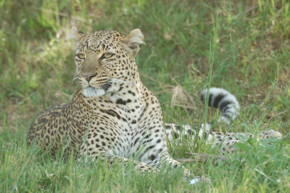 Mara Intrepids Tented Camp 39/49
