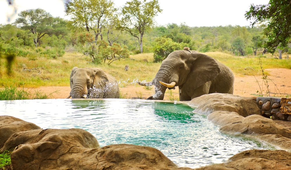 Motswari Private Game Reserve Timbavati 23/50