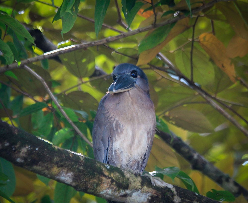 Aguila De Osa Inn 24/50
