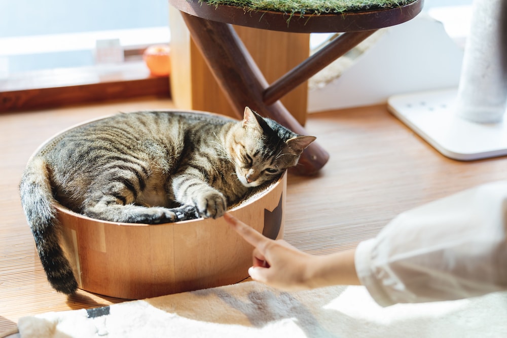 Cat水疗& Cat日式旅馆Neco Republic大阪(Cat Spa & Cat Ryokan Neco Republic Osaka) 图片4
