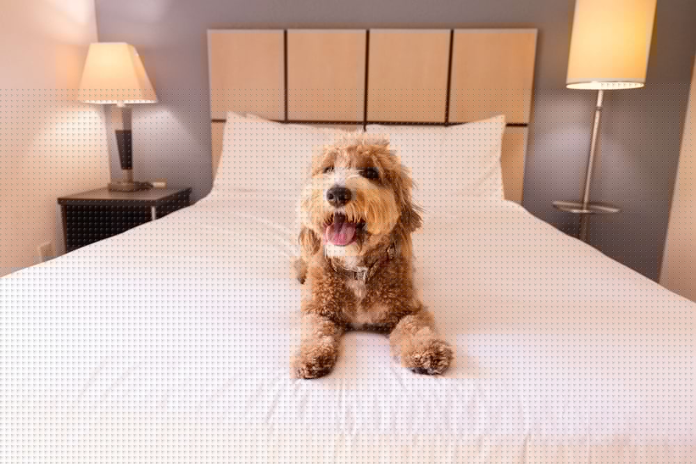 Sonesta Simply Suites Silicon Valley Santa Clara 28/35
