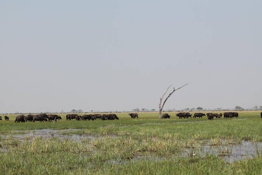 Khwai Tented Camp 35/50