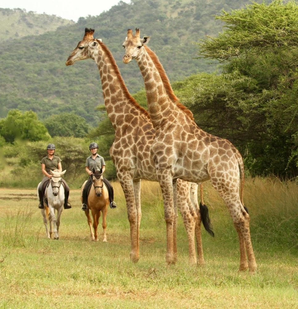 Pakamisa Private Game Reserve 26/34