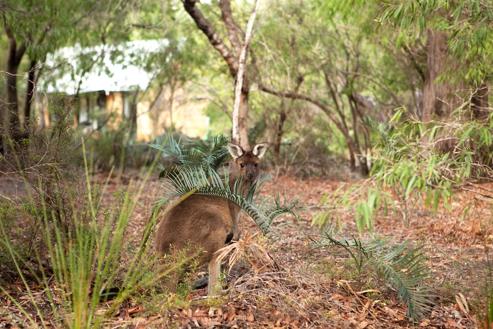 BUSSELLS BUSHLAND COTTAGES 29/47