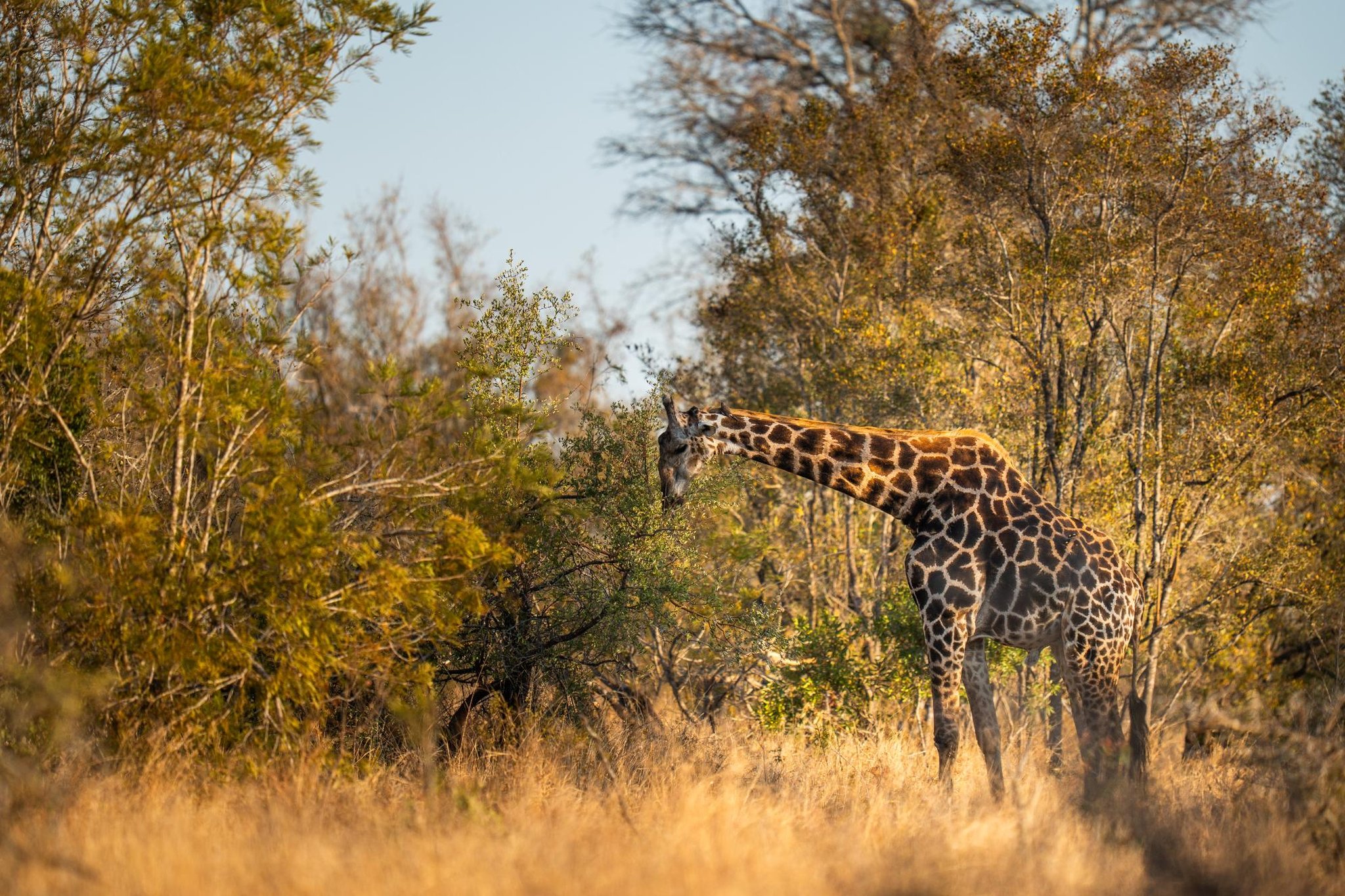 Cheetah Plains Private Game Reserve 80/96
