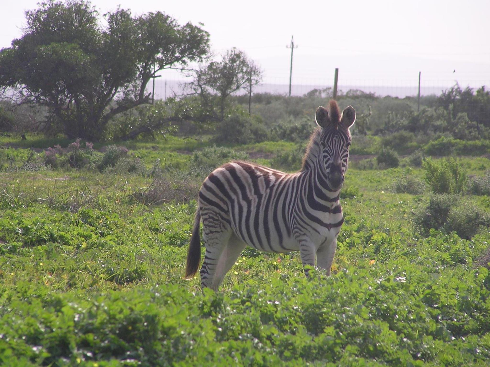 Thali Thali Game Lodge 36/50