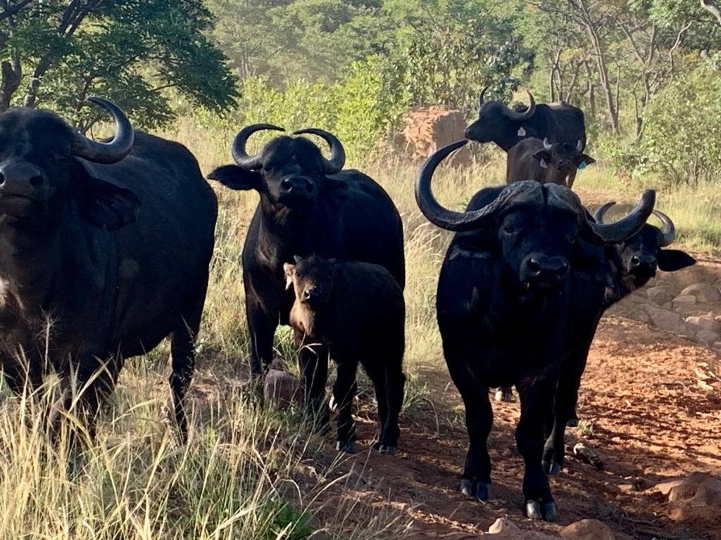 Moletani Game Ranch 31/50