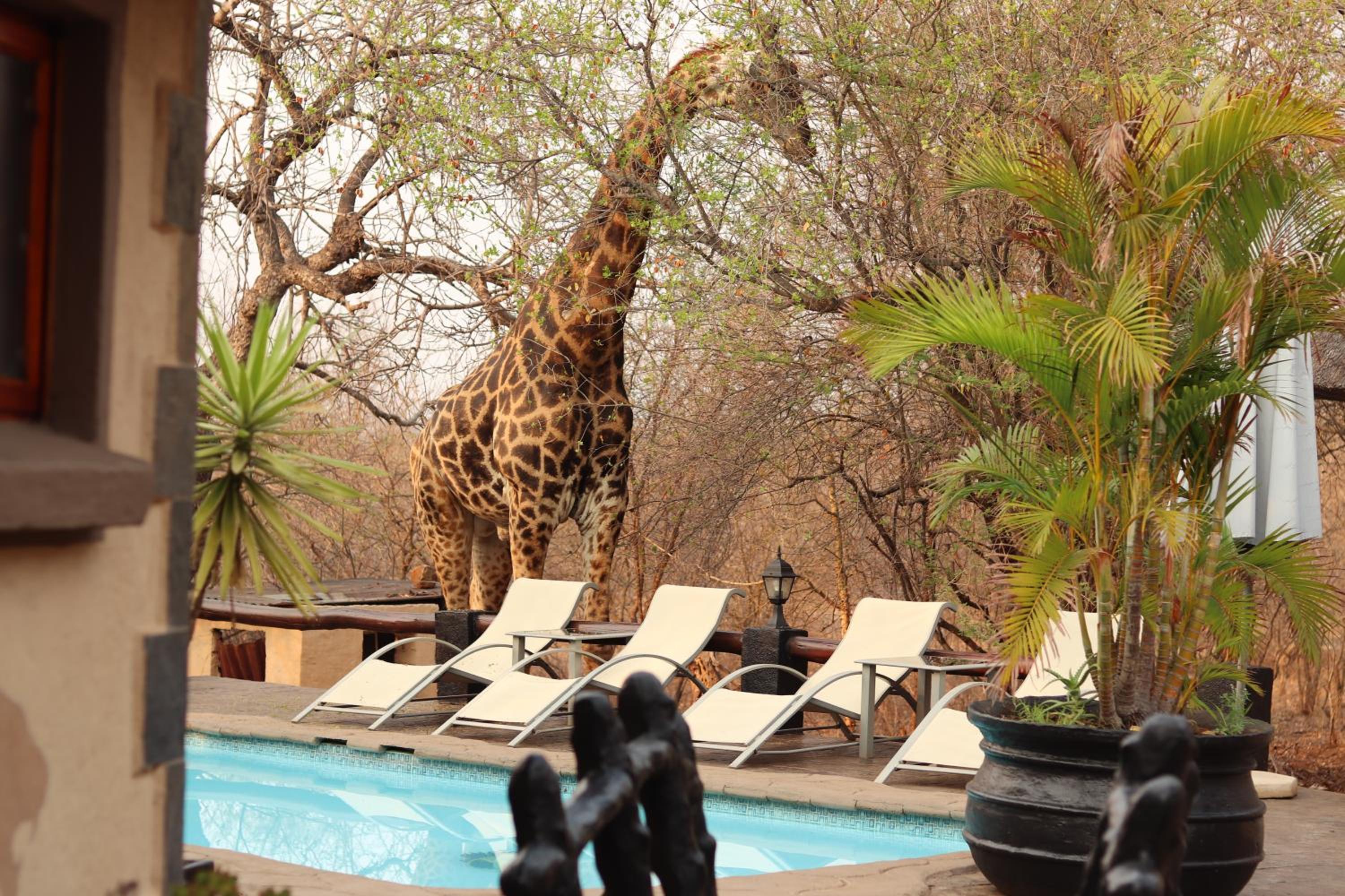 African Rock Lodge 59/82