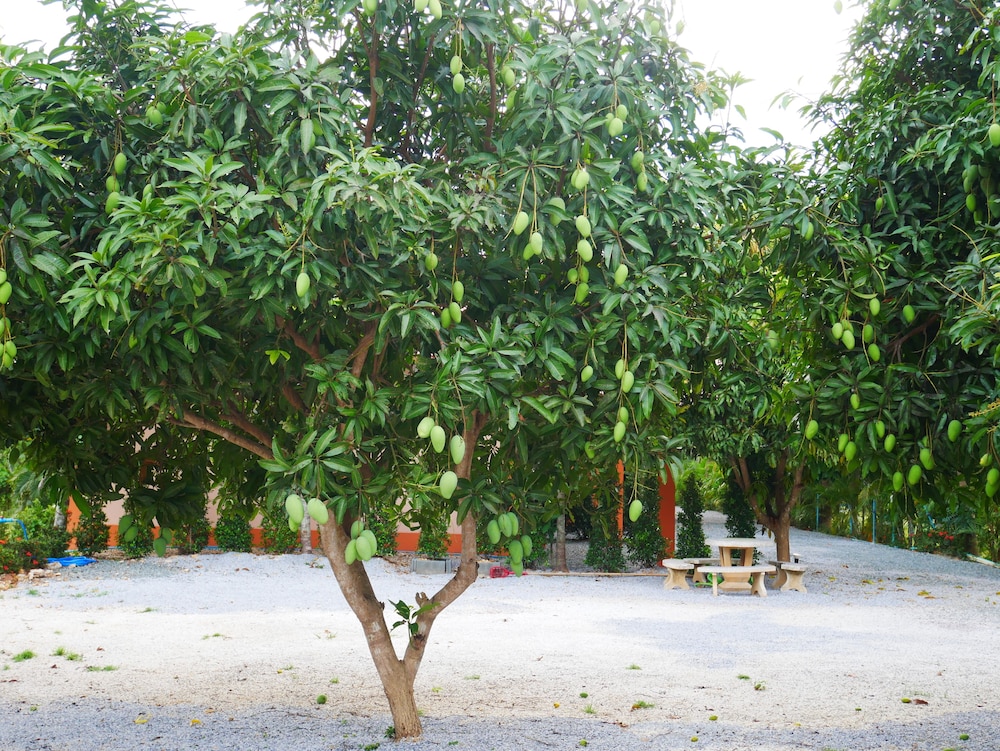 Baan Suan Palm Resort 18/36