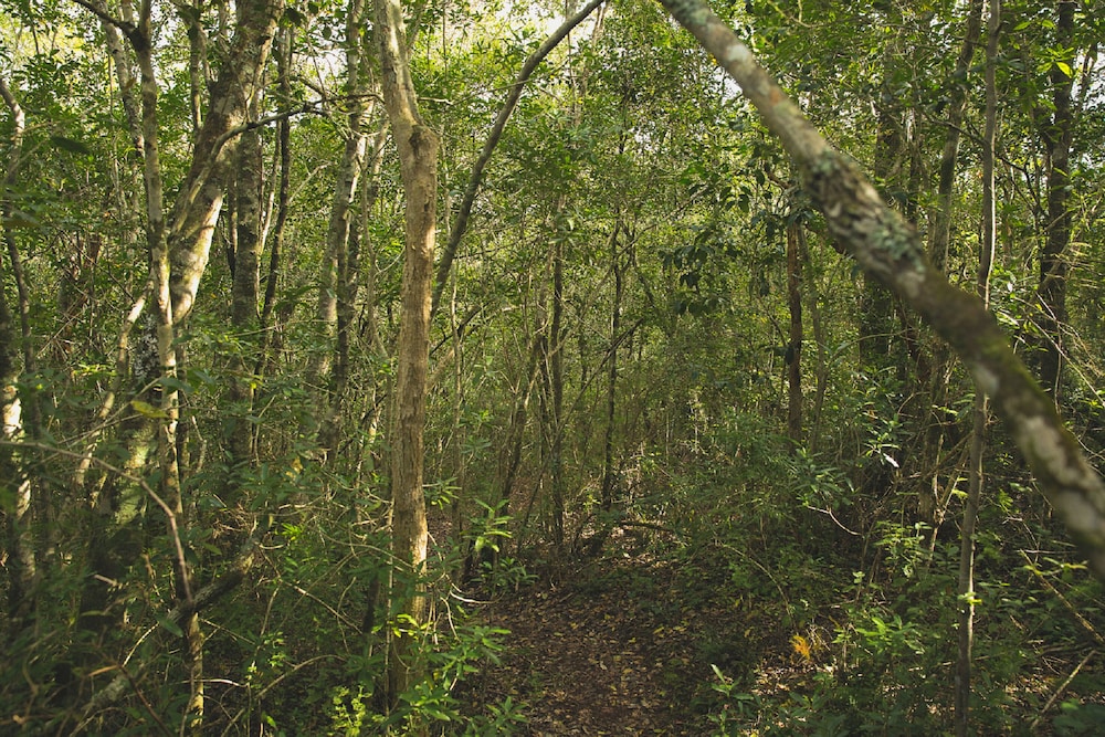 Teniqua Treetops 42/50