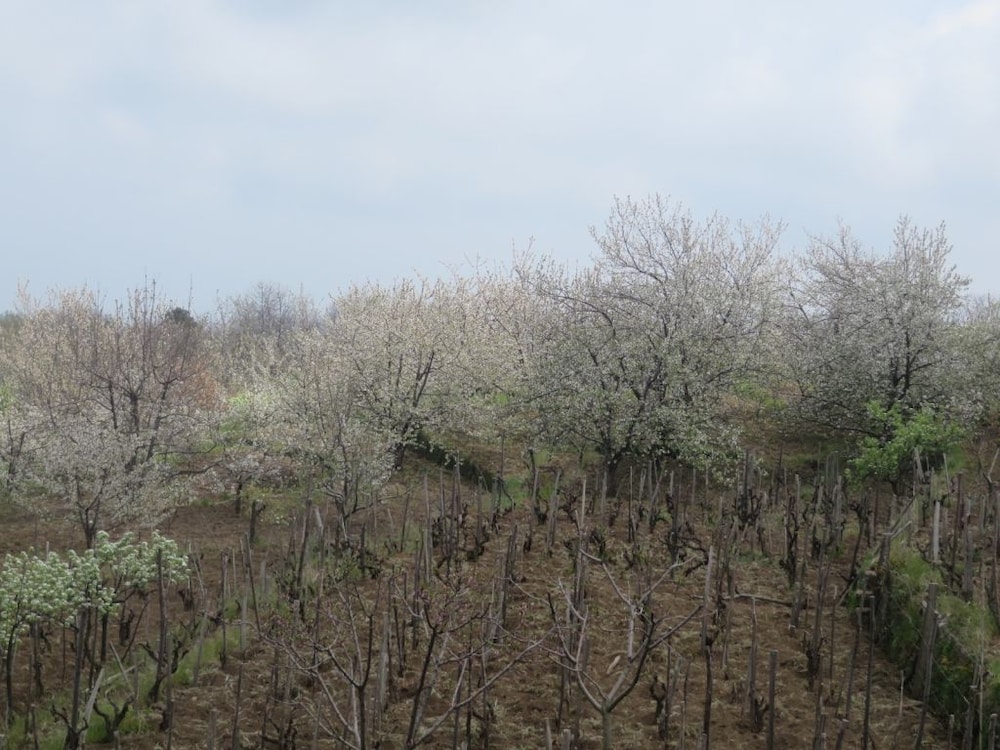 Agriturismo Le Case Del Merlo 51/59