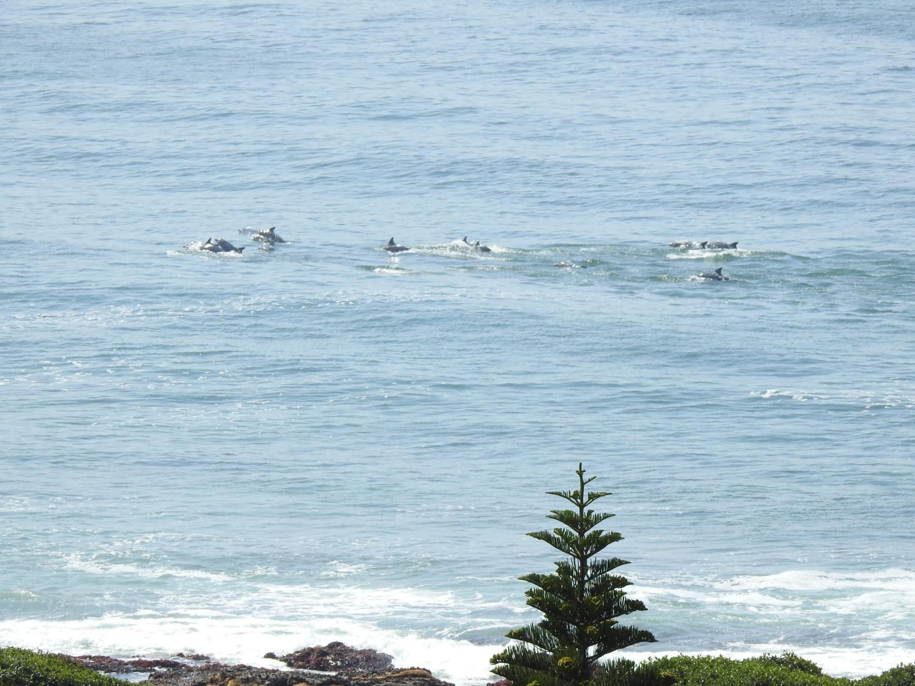 SurfStar at Mimosa 37/50