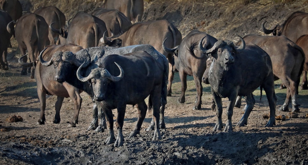 Camp Nkwazi 15/29