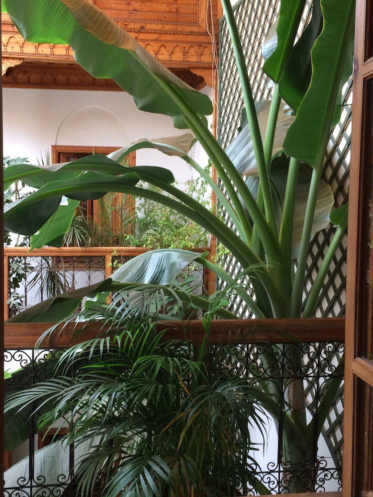 RIAD IRENE 44/50