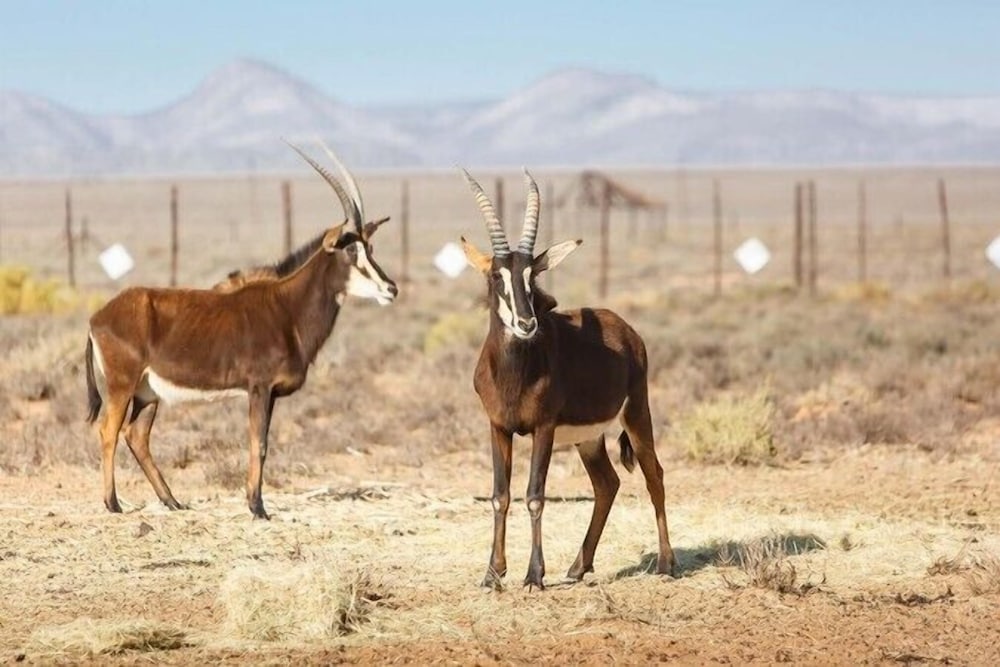 A-1 Njalo-Njalo Safari 34/43