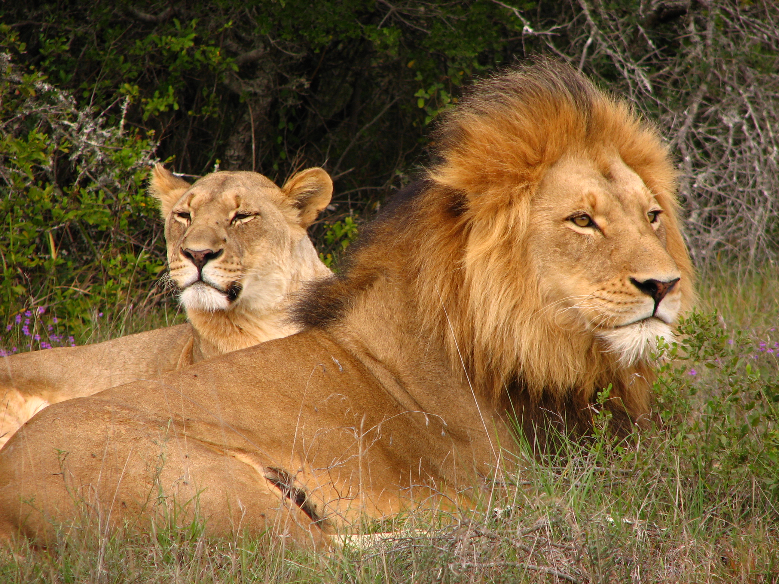 Safari Lodge- Amakhala Game Reserve 34/50