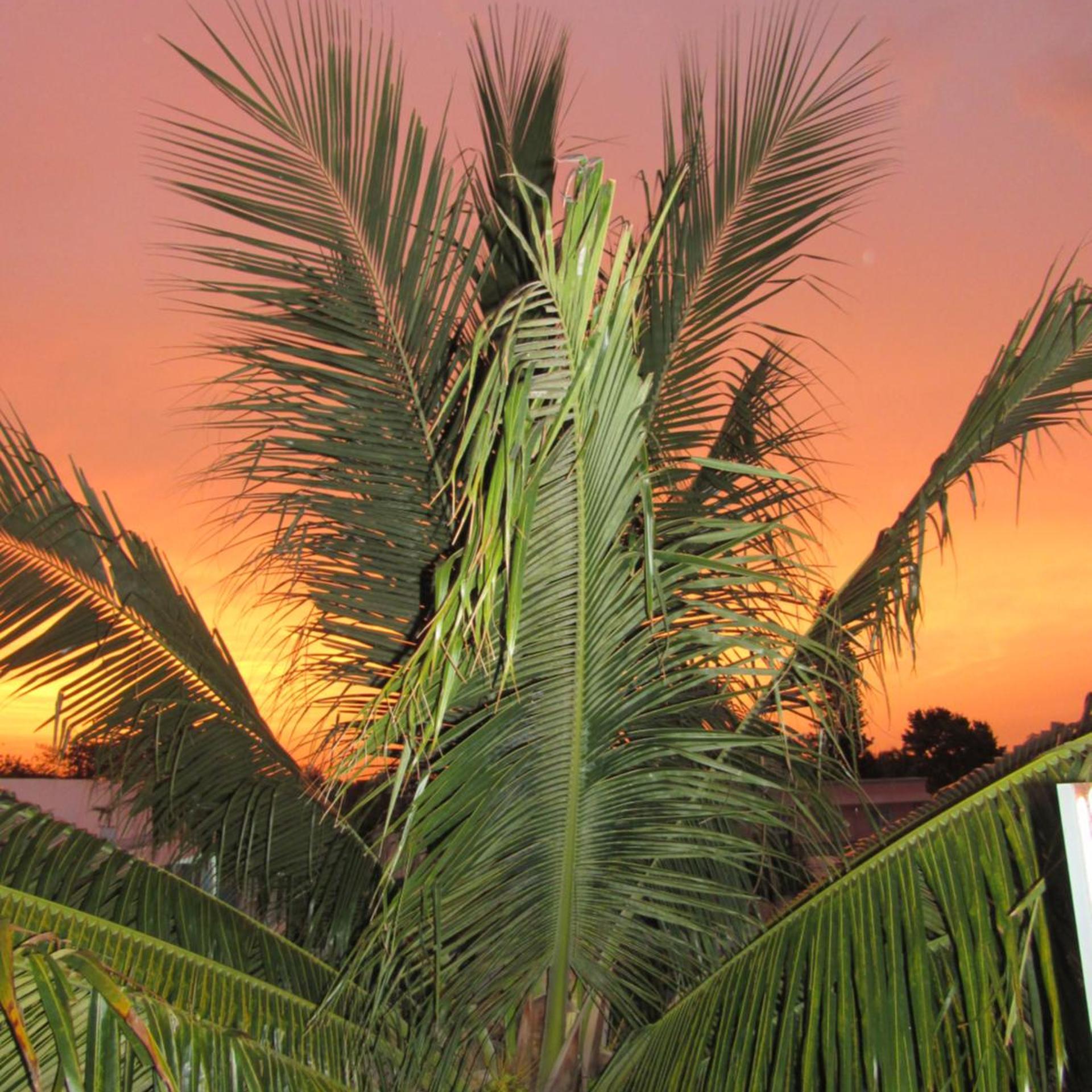 Blue Coconut Cancun 43/52