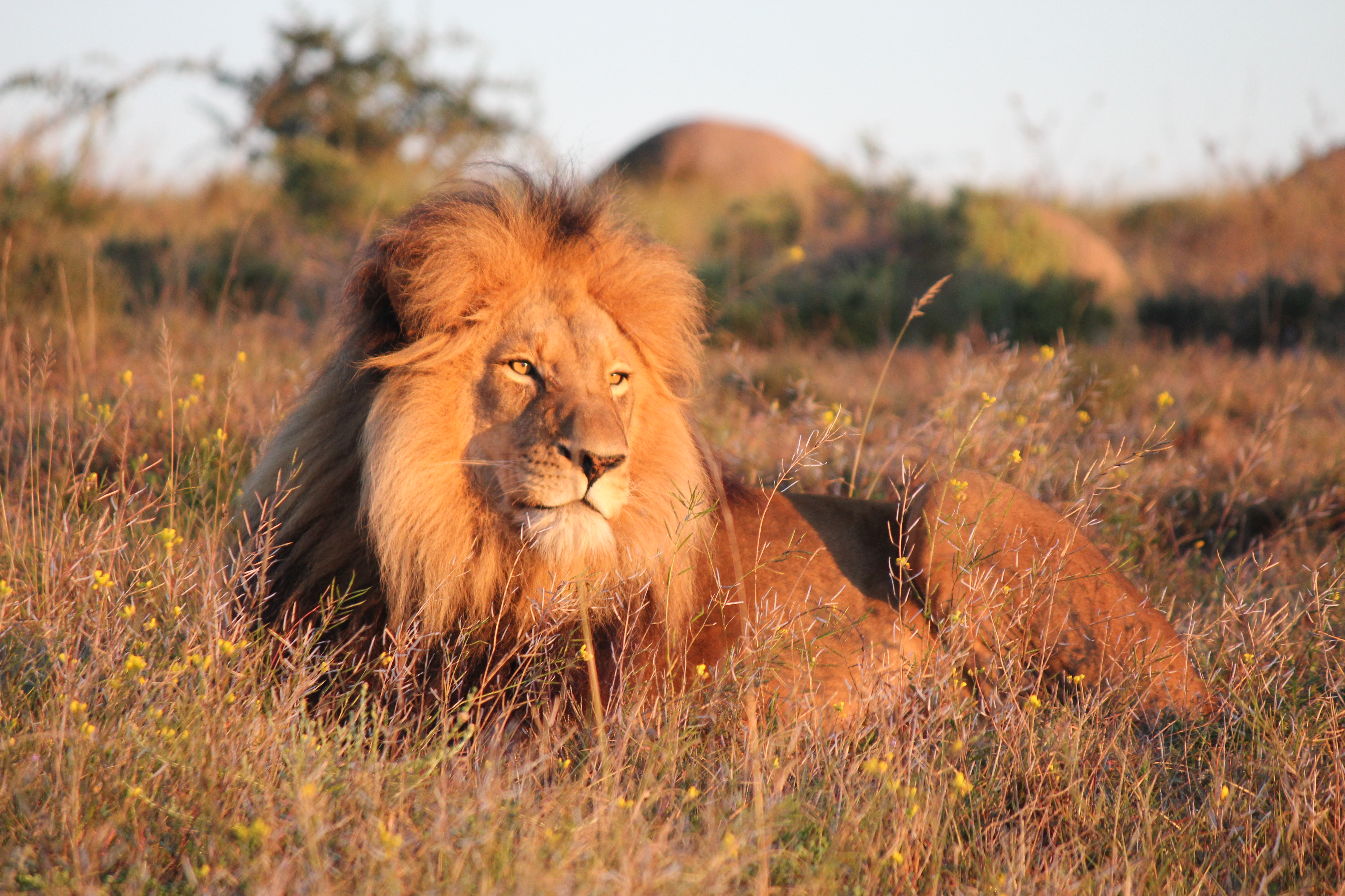 Safari Lodge- Amakhala Game Reserve 37/50