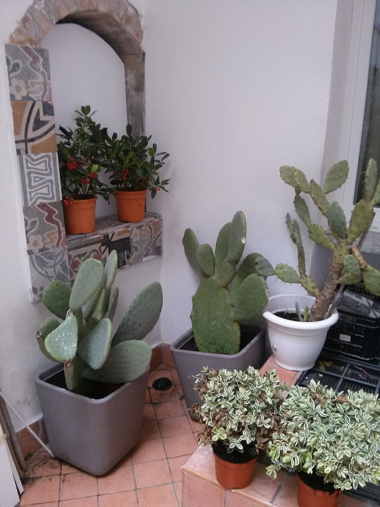 Petrucci Garden 30/50