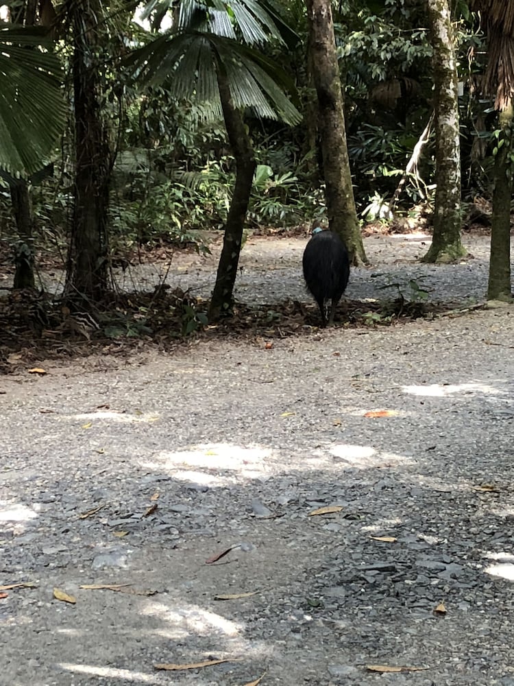 Daintree Wilderness Lodge 22/34