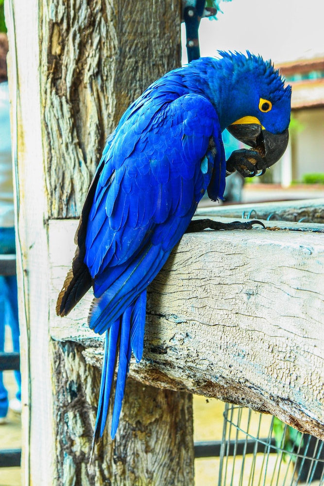 Pantanal Mato Grosso Hotel 23/69