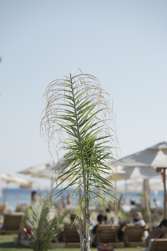 Glenn Hotel Beach 45/50