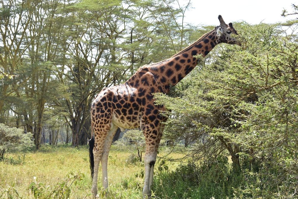 Lake Nakuru Lodge - All Inclusive 28/32