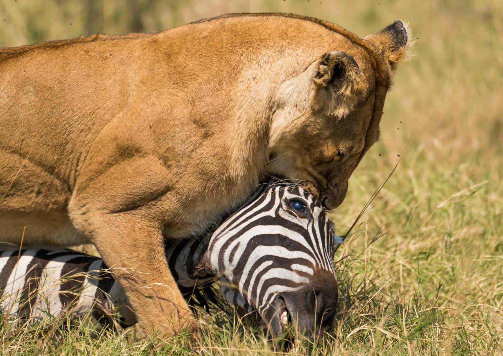 Casart Game Lodge 45/72