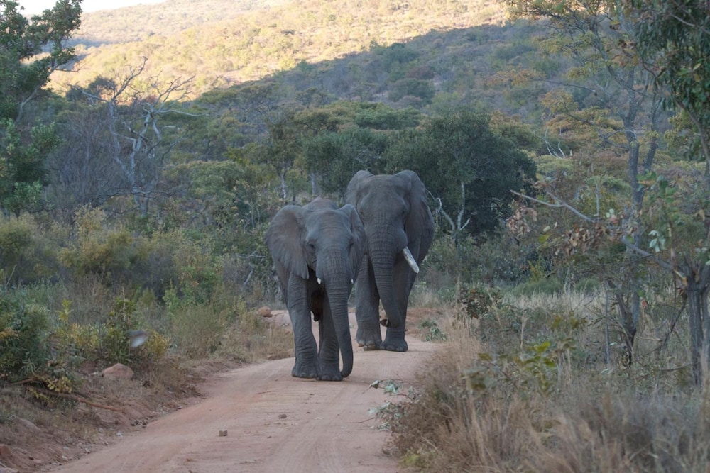Inzalo Safari Lodge 19/45