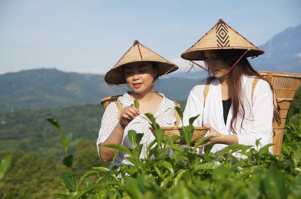 Sabah Tea Garden 65/70