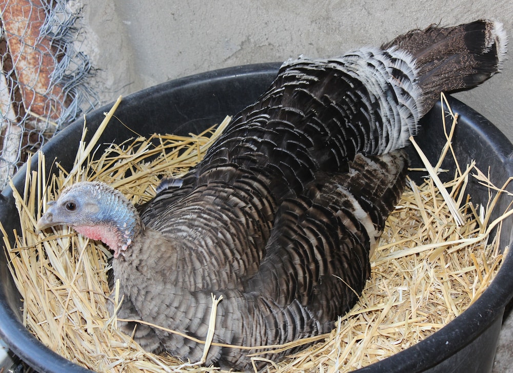 Agriturismo La Casa Di Bacco 9/39