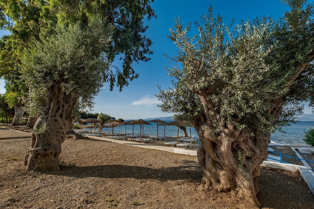 Evia Riviera Resort By Anayia All Inclusive Resorts 60/65