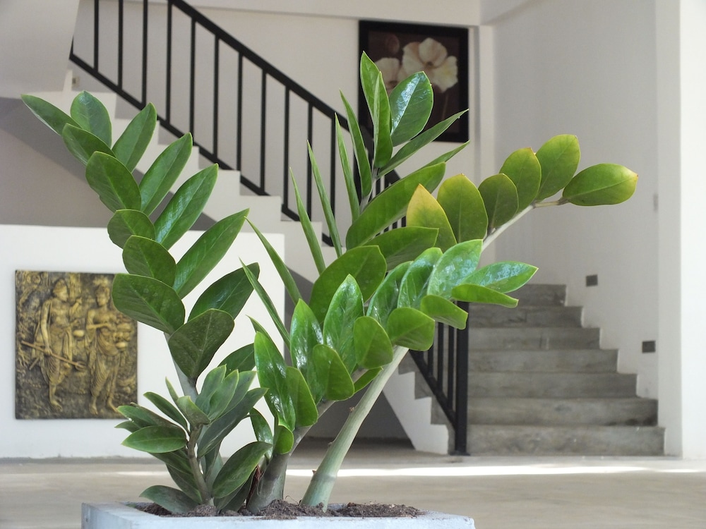 Amelia Resort 3/50