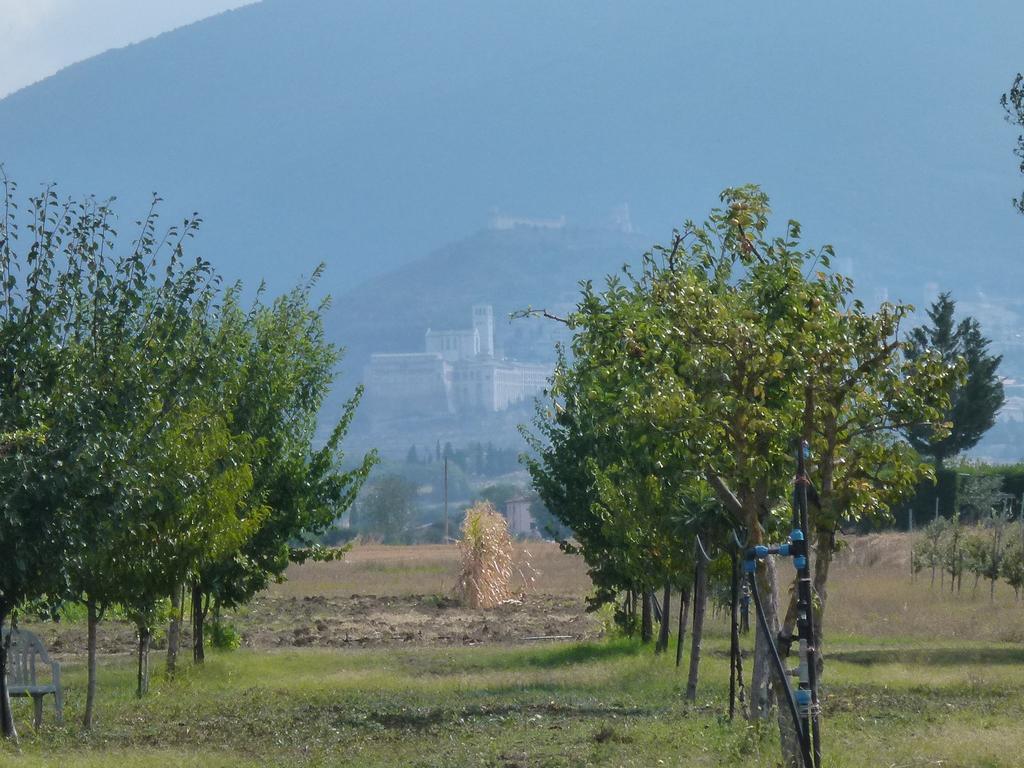 CAMPIGLIONE 37/41