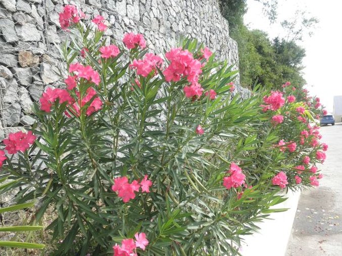 Sunset Gardens 47/58