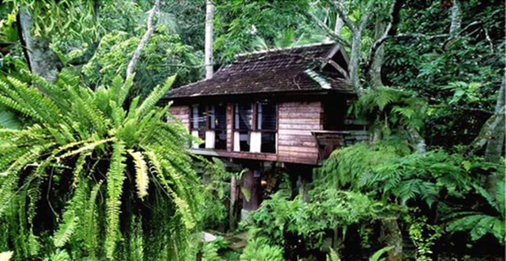 Fern Paradise 5/34