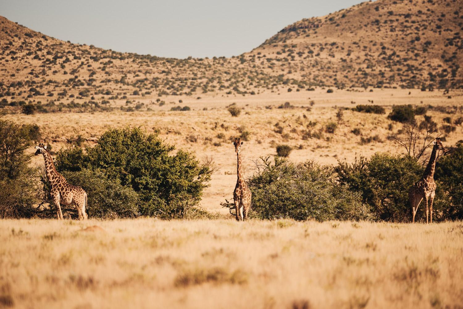 Glen Harry Game Reserve 24/44