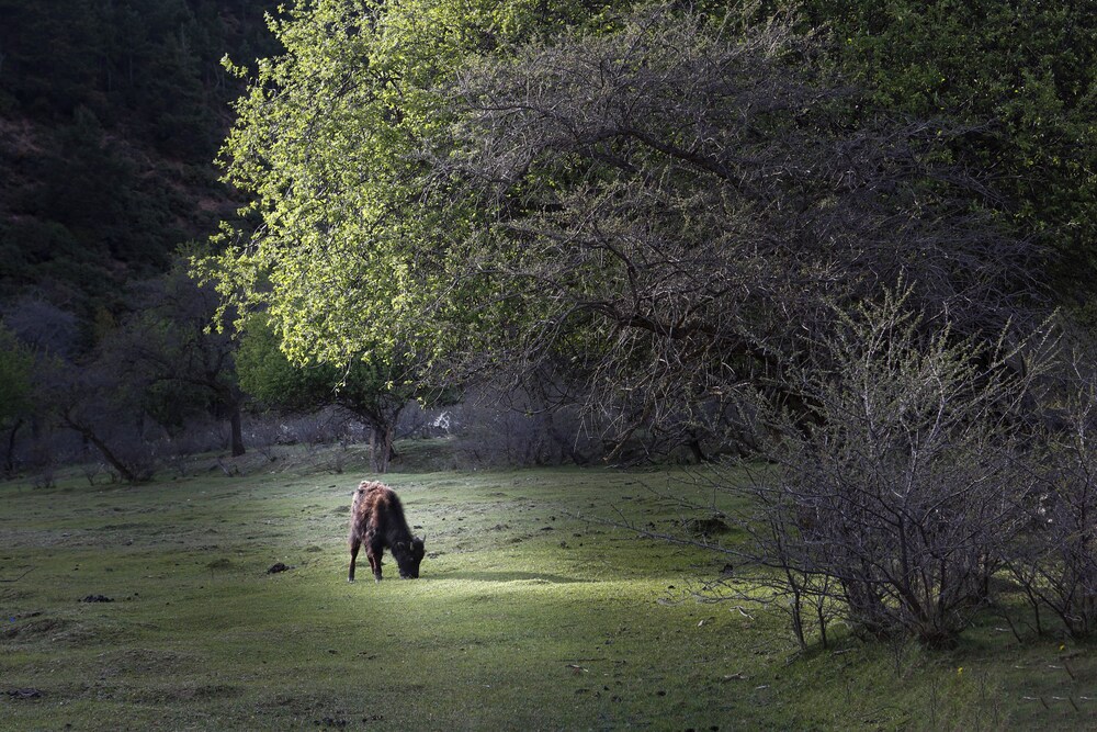 BANYAN TREE RINGHA 46/50