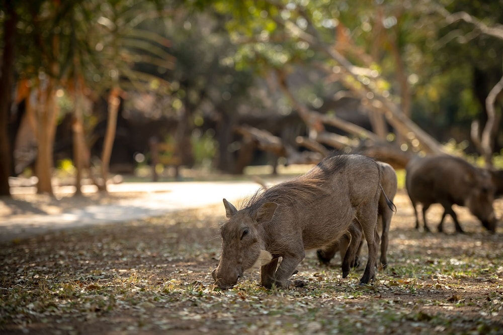 Shiduli Private Game Lodge 68/71
