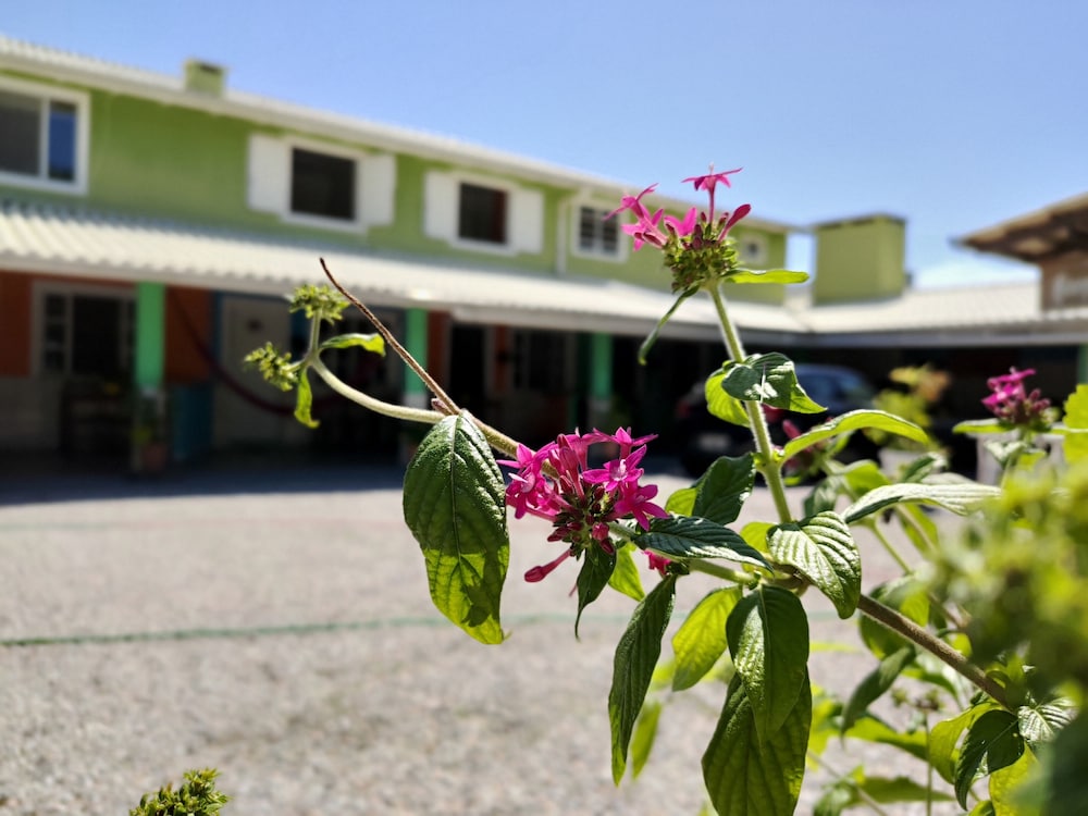 Flores De Bombinhas 3/50
