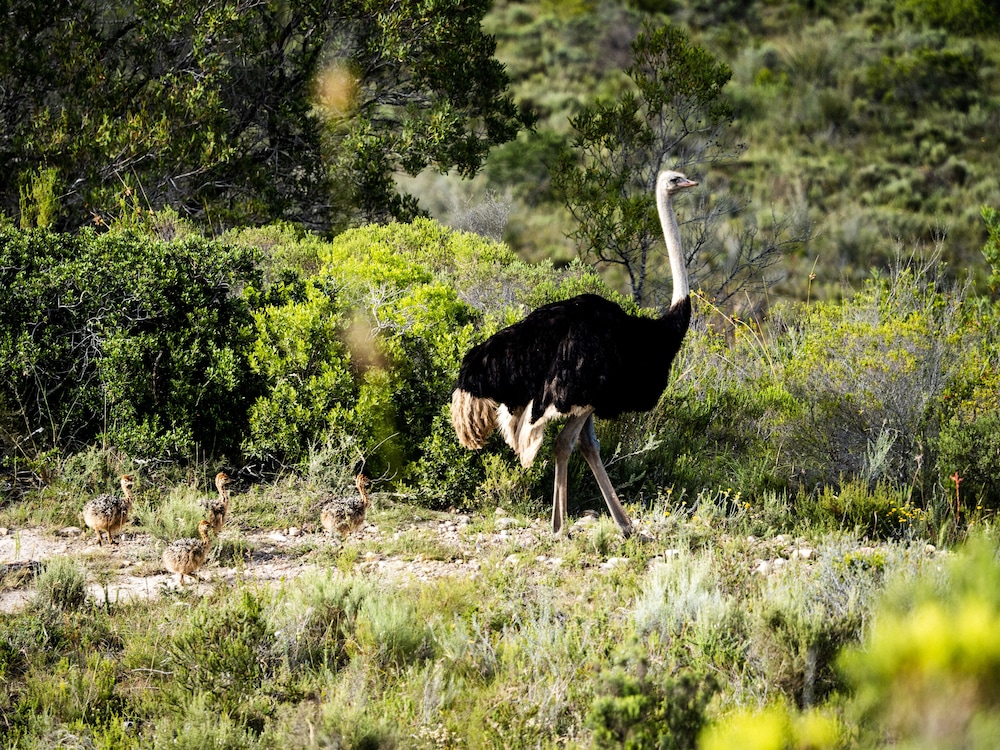 Garden Route Safari Camp 20/50