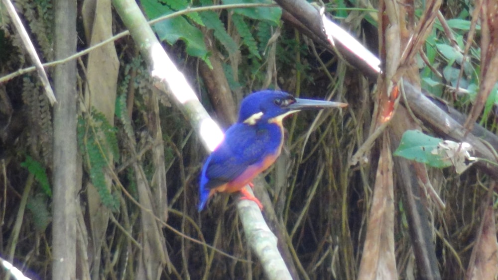 Heritage Lodge In the Daintree 25/53