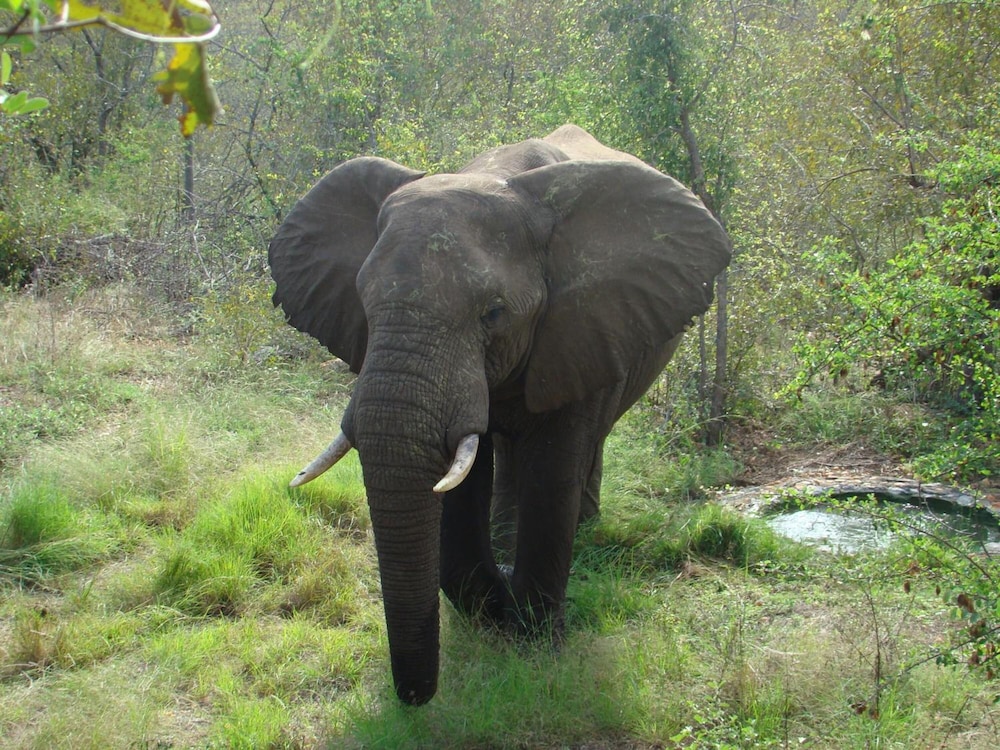 Muweti Bush Lodge 27/46